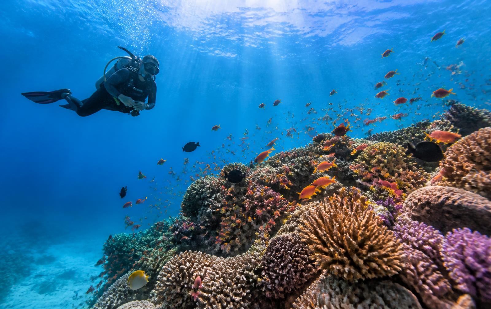 Mnemba Reef & Pemba